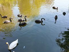 景点-长白岛森林公园