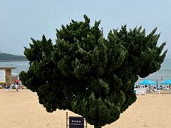 -青岛第一海水浴场