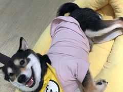 -逗柴咖啡屋·狗咖猫咖宠物桌游