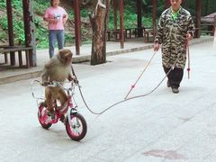 -内乡宝天曼生态旅游区