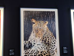 -罗红摄影艺术馆