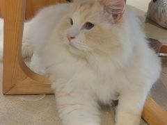 -藏猫猫咖啡主题馆(中央大道店)