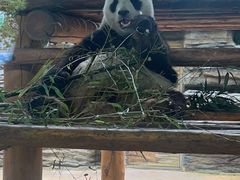 -西霞口神雕山野生动物世界