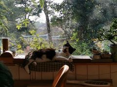 -海边的猫和咖啡馆