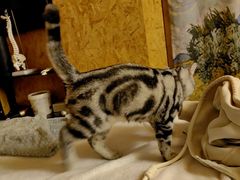-瑞派名望24h动物医院异宠专科·猫专科·骨科·重症监护分院