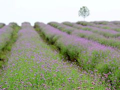 -紫颐香薰山谷景区