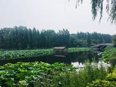 -白洋淀景区