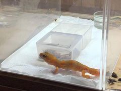 -酷以爬仙阁实体爬宠店·守宫·蜥蜴·专业繁育