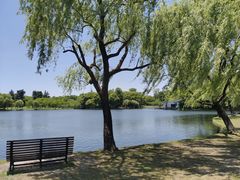 -上海共青森林公园