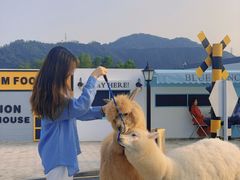 -Blue Concept Cafe&Farm·關於藍