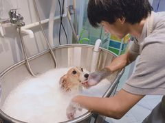 洗澡SPA-PETKIT 小佩宠物·低压洗护·美容·寄养(安远店)