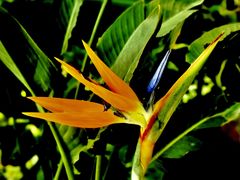 -国家植物园南园