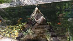 -Zoolung Zoolung动物主题公园(海信广场店)