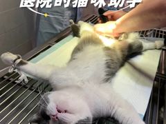 -瑞鹏宠物医院·骨外科·心肾科·肿瘤科(九亭店)