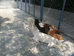 -长白岛森林公园