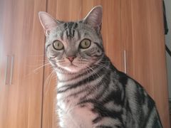 -康乐宝动物医院