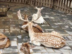 -西安秦岭野生动物园