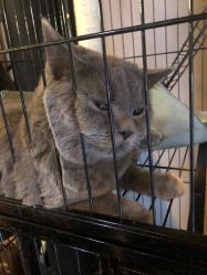 -飛凡TATTOO纹身•原创