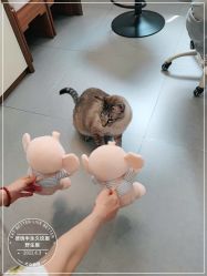 -德绣·机器野生眉发际线·美瞳线半永久