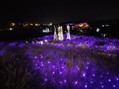 -大塘金香草谷