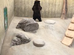 -东方熊牧场