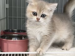 -翊宠yipet猫狗购宠庄园犬舍•猫舍