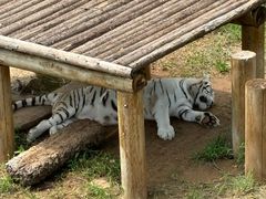 -石家庄市动物园