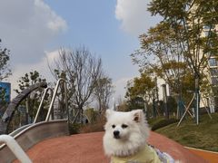 -半岛宠物医院24小时(西派城店)