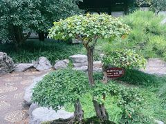 -上海醉白池公园