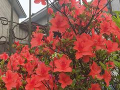 -庐山风景区花径公园