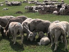 -塞罕坝国家级自然保护区