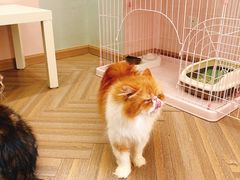 -酷豆宠物咖啡·宠物美食·撸猫馆