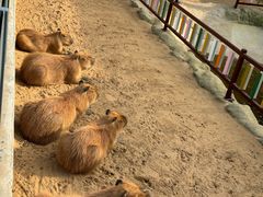 -西霞口神雕山野生动物世界