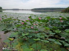 -丁香湖公园