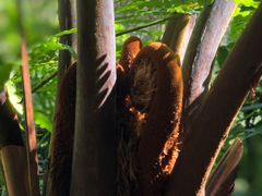-海南热带雨林国家公园吊罗山景区
