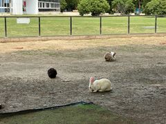 -苏州太湖西山岛开心农场