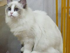 -诺比宠物医院心脏内科·泌尿肾内外科·骨科急重症