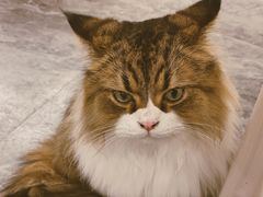 -More Fun猫咖 二十只万元加菲主题