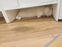 -COLOR PETS 撸猫馆·购猫·猫咖(长风大悦城店)