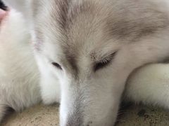 -TrueLove @ Neverland (Husky Cafe)
