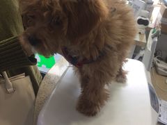 -伟伟宠物医院·CT影像中心·瑞派犬猫综合性门诊(汉口总院)