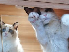 -猫十亿·布偶金渐层·曼基康矮脚猫舍(青年路店)