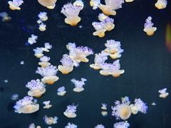 -新加坡海洋生态馆