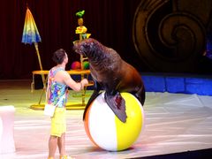 -珠海横琴长隆《卡卡虎奇遇记》