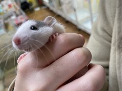 -中环花鸟鱼虫市场