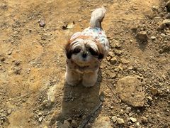 -帕帕拉兹宠物(亚洲旗舰店)