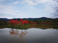 -天适樱花悠乐园