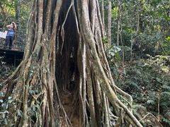 -中国科学院西双版纳热带植物园