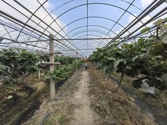 -马陆小张葡萄园农家乐