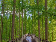 -黄海国家森林公园